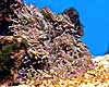 anemones.jpg (7483 bytes)